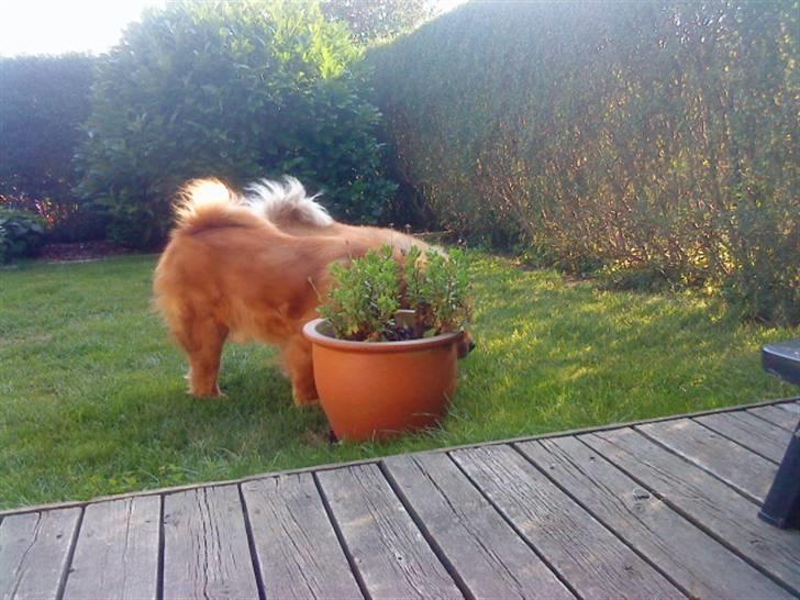 Mine hunde! *; - *du kan ikke se os?*
Synkron-gemning-bag-plante tricket? XD billede 75