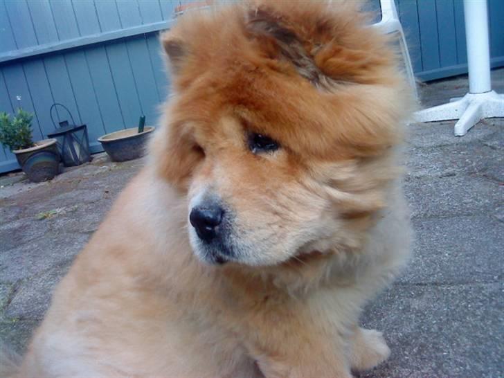 Mine hunde! *; - .D billede 76