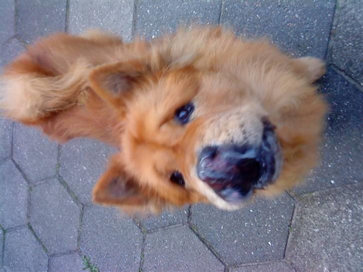 Mine hunde! *; - *guf!* billede 77