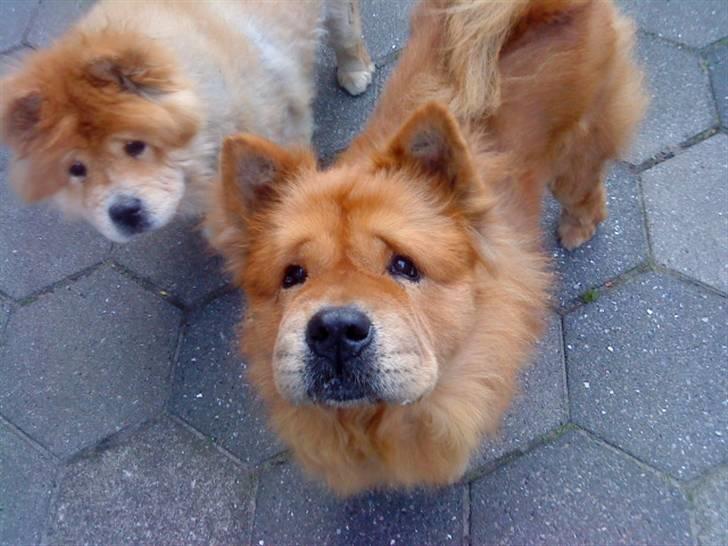 Mine hunde! *; - *kan du se min glorie mor?* billede 78