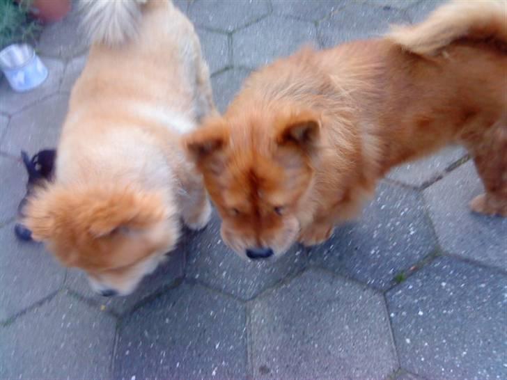 Mine hunde! *; - *Hmpf!* billede 79