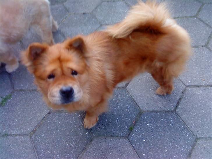 Mine hunde! *; - Nihahha !;D billede 80