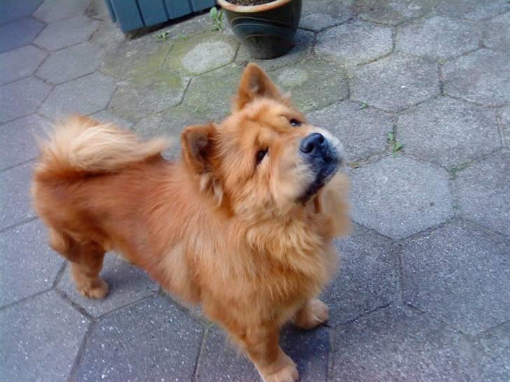 Mine hunde! *; - *SHAKE!* billede 81