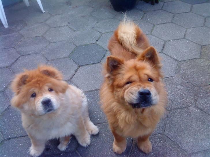 Mine hunde! *; - *jeg er en frækkert!* billede 82