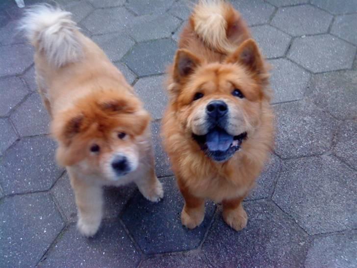 Mine hunde! *; - *gi os nu den guf!* billede 83