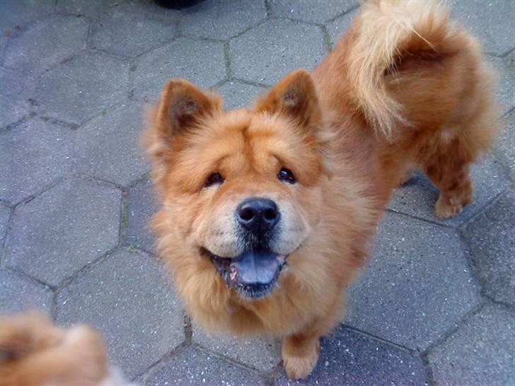 Mine hunde! *; - *bebe?!* billede 84