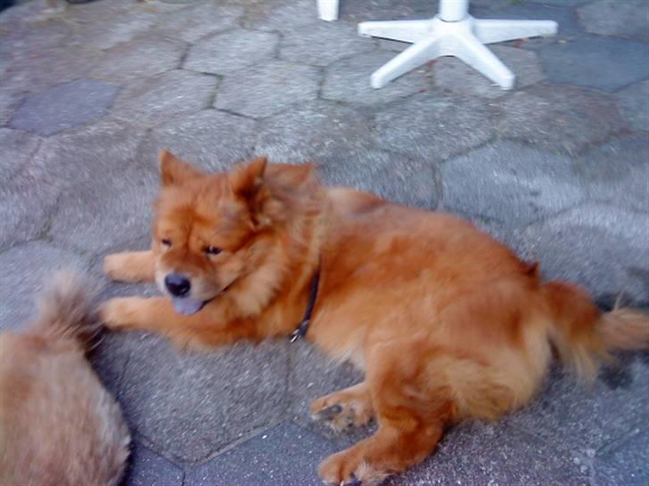 Mine hunde! *; - Efter tur! billede 85