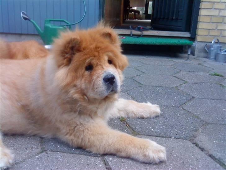 Mine hunde! *; - Afslapning :D billede 86