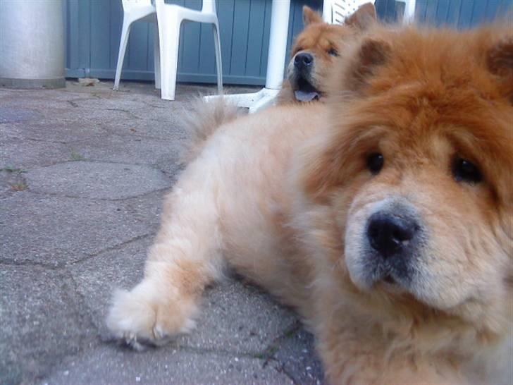 Mine hunde! *; - Baomu-face xD billede 87