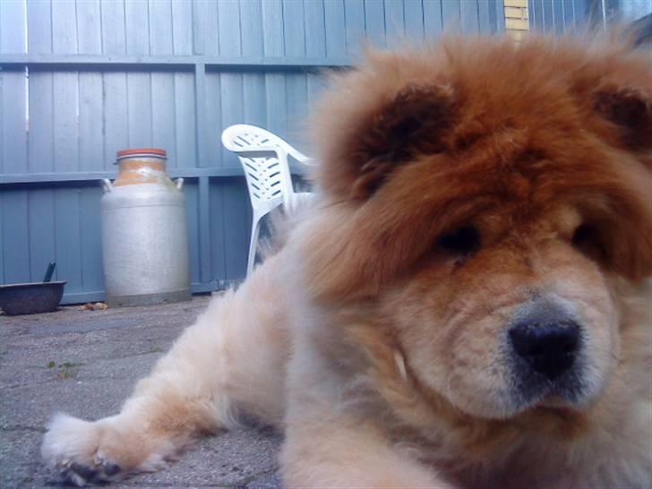 Mine hunde! *; - Baomu-face xD billede 88