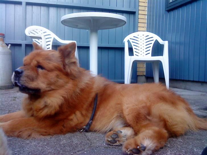 Mine hunde! *; - Efter tur :D billede 89