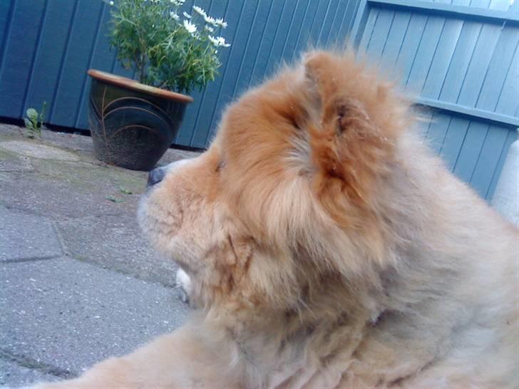 Mine hunde! *; - Baomu-face xD billede 90