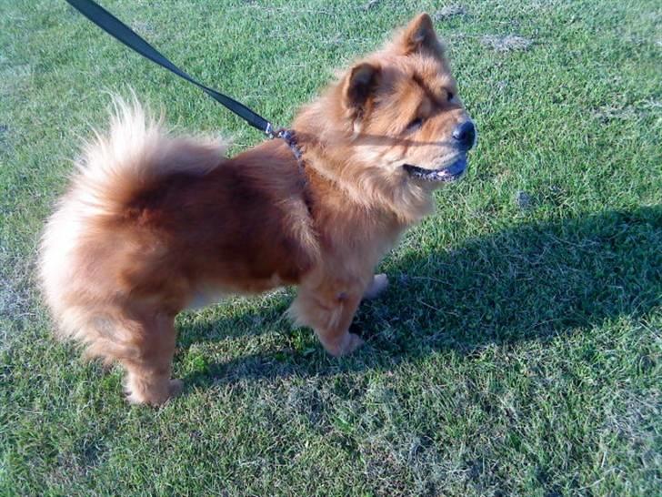 Mine hunde! *; - *jeg er en hot chow hund!* billede 91