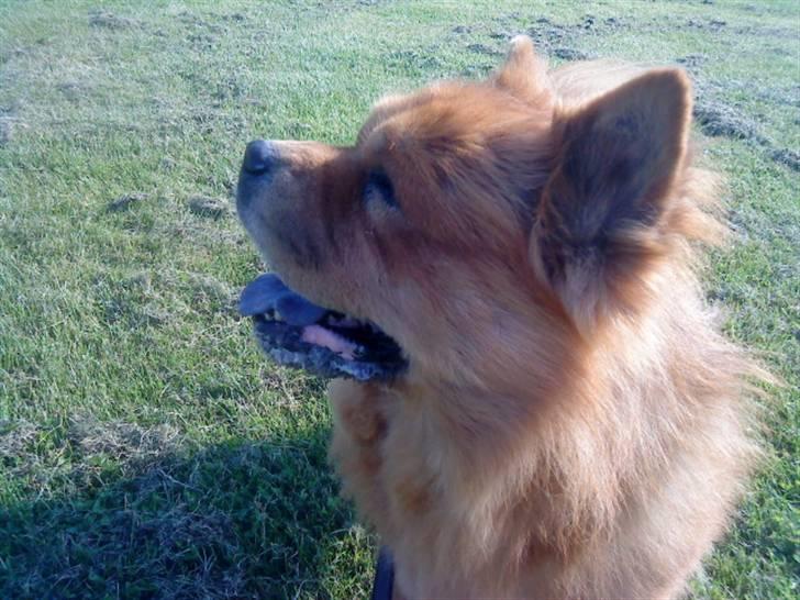 Mine hunde! *; - Face Of Kenzo! billede 92