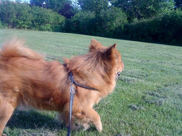 Mine hunde! *; - *ruuuuun!* billede 93