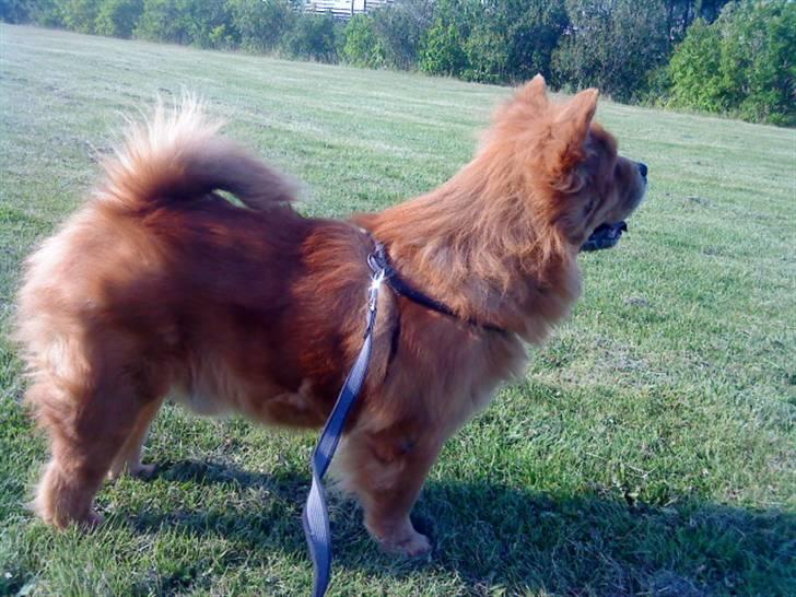 Mine hunde! *; - *man har vel ikke været udstillings hund for ingen ting?* :D billede 94