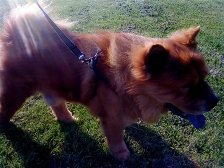 Mine hunde! *; - AHHAHA :D billede 95