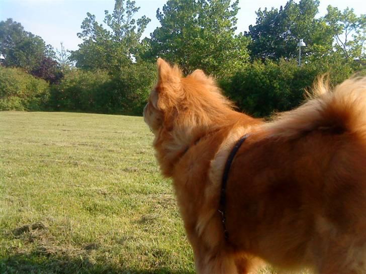 Mine hunde! *; - Heh! billede 96