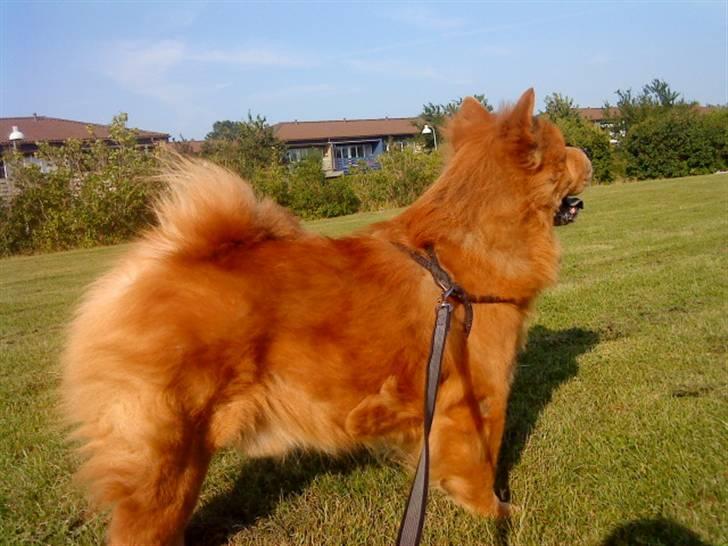 Mine hunde! *; - UDSTILLINGS HUND! billede 97