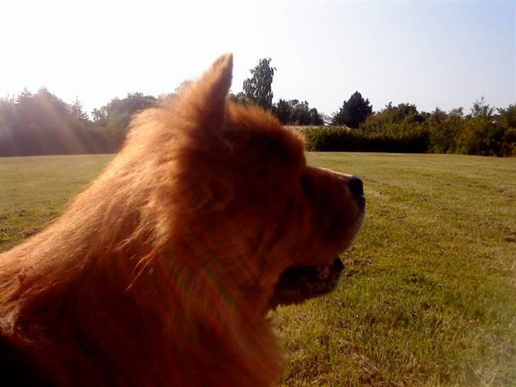 Mine hunde! *; - Kenzo in profile! billede 98