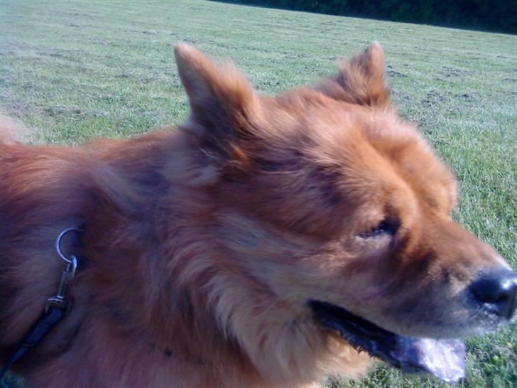 Mine hunde! *; - Hah XD billede 99