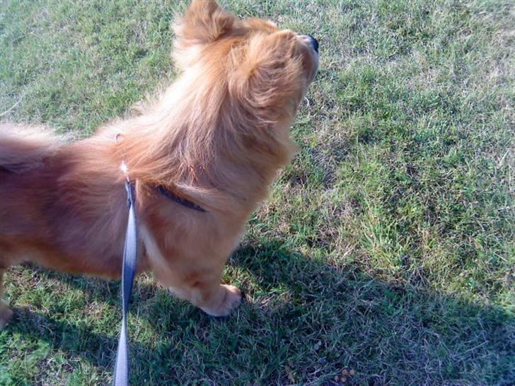 Mine hunde! *; - (kommentaren kan ikke vises på nuværende tidspunkt) XD billede 100