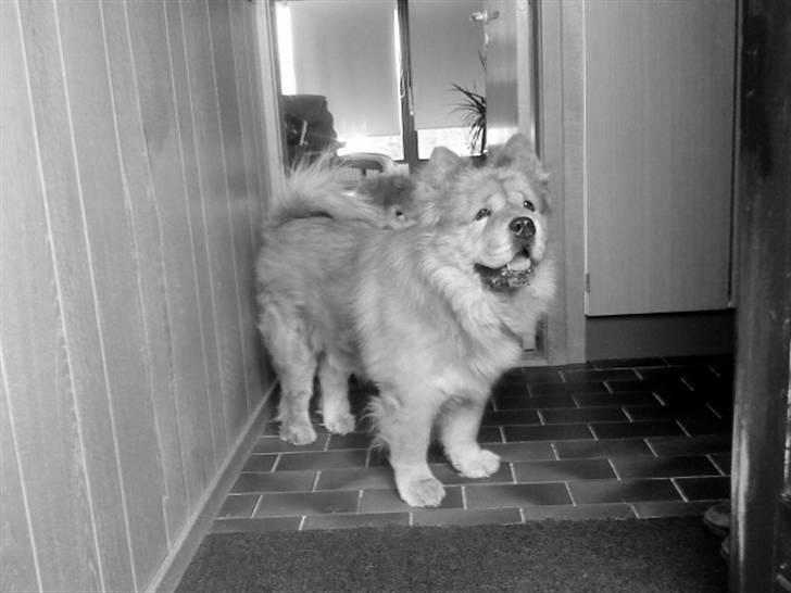 Mine hunde! *; - Black/White! billede 101