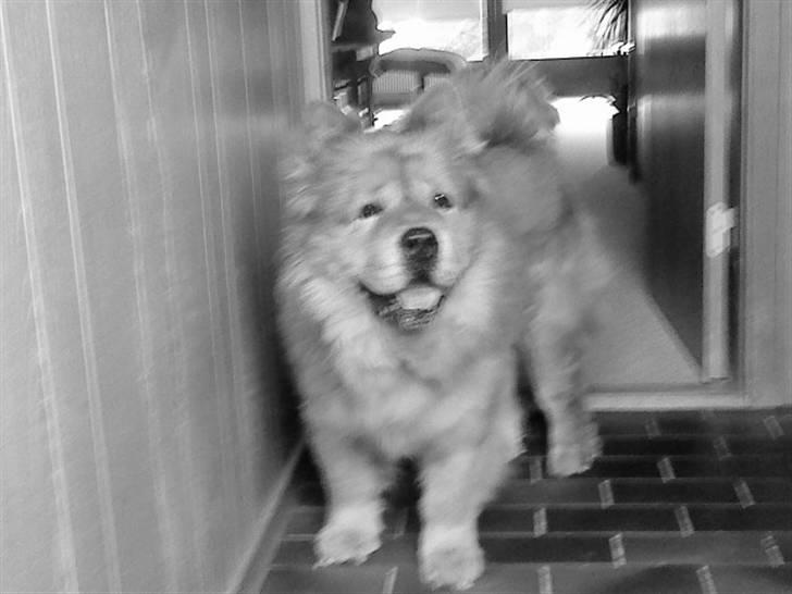 Mine hunde! *; - Black/White! billede 102