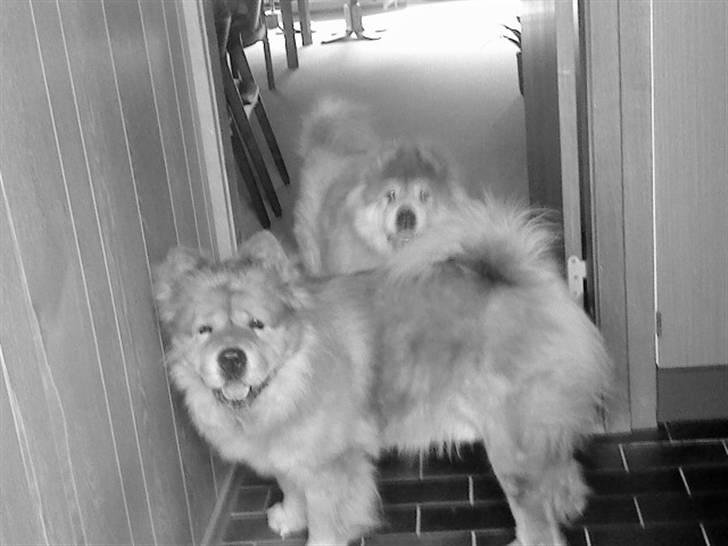 Mine hunde! *; - Black/White! billede 103