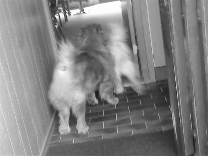 Mine hunde! *; - God røv! billede 104