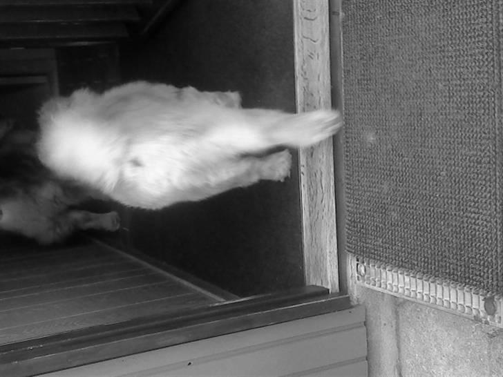 Mine hunde! *; - Black/White! billede 105