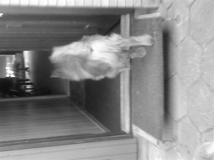 Mine hunde! *; - Black/White! billede 106