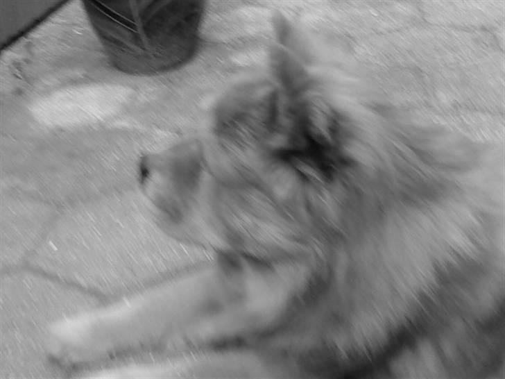 Mine hunde! *; - Black/White! billede 107