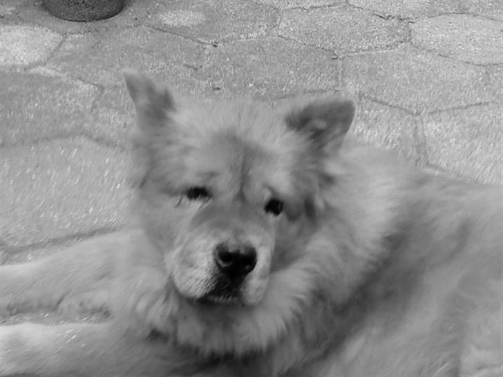 Mine hunde! *; - Black/White! billede 108