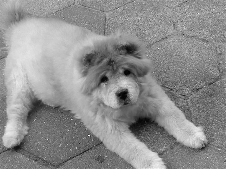 Mine hunde! *; - Kan du se min glorie? billede 109