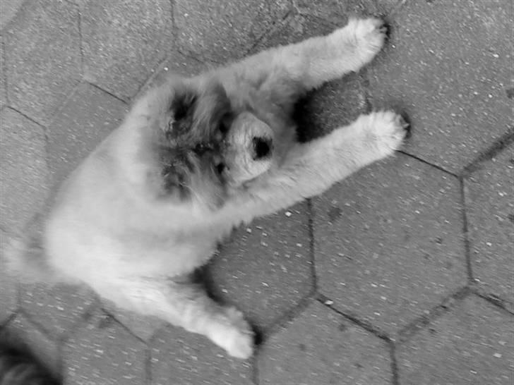 Mine hunde! *; - Black/White! billede 110