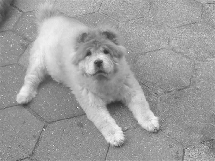 Mine hunde! *; - ANGEL! :D billede 111