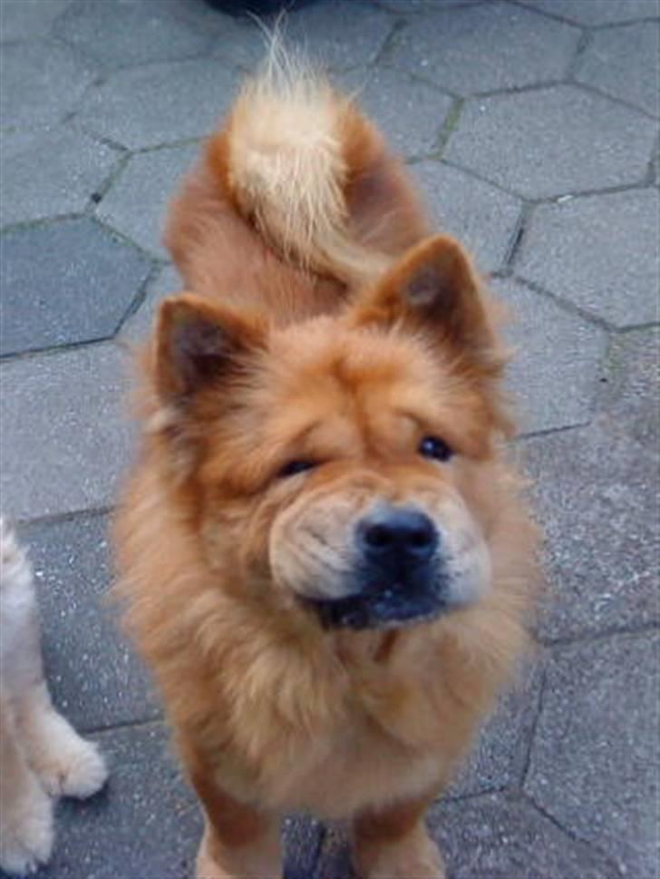 Mine hunde! *; - *Hvad såååé frække? ;) <3* billede 112