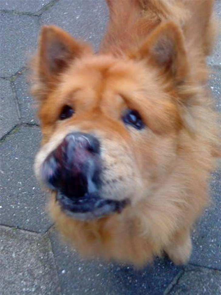 Mine hunde! *; - *GUFFER?!* billede 113