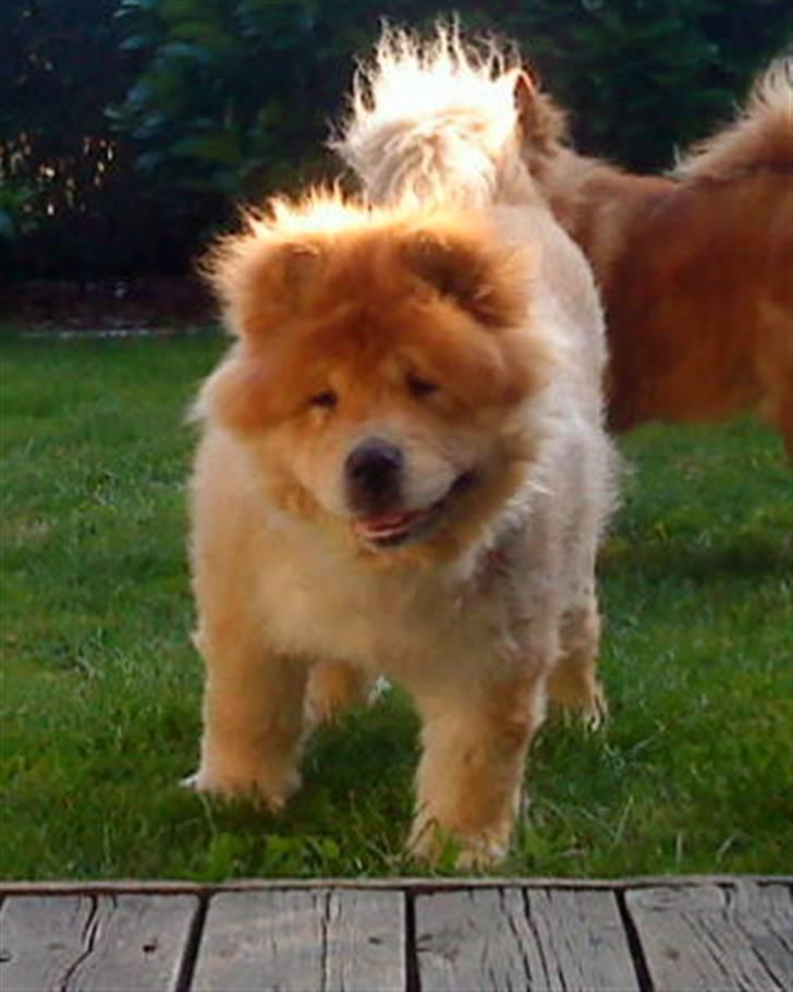 Mine hunde! *; - Hehe :D billede 114