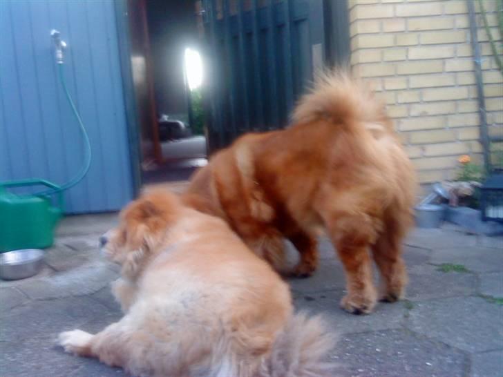 Mine hunde! *; - Nice! billede 115