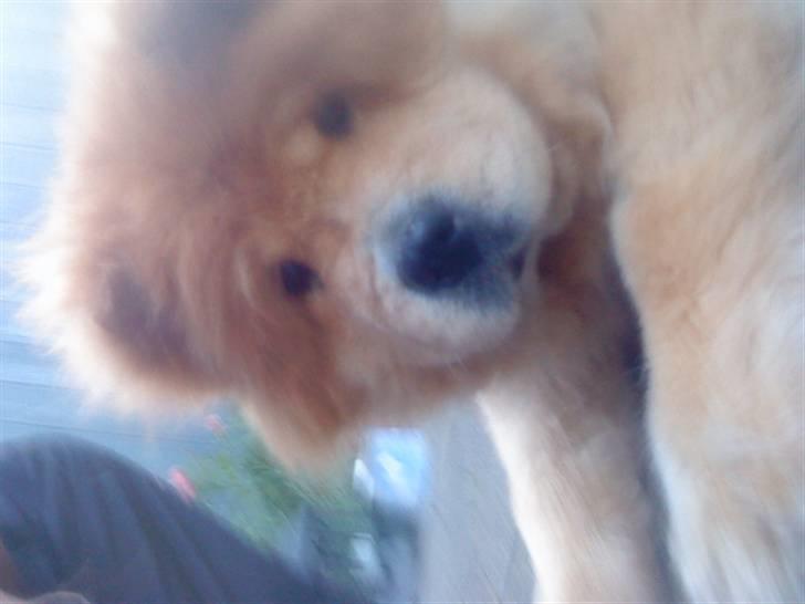 Mine hunde! *; billede 117