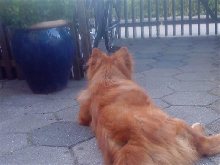 Mine hunde! *; billede 118