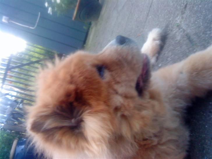 Mine hunde! *; billede 119