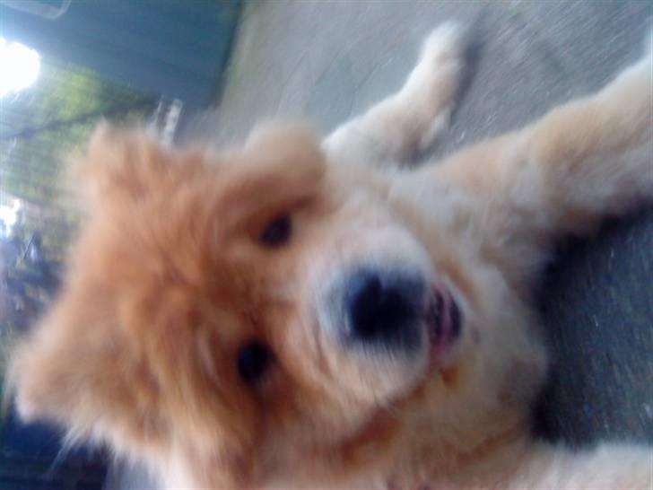 Mine hunde! *; billede 120