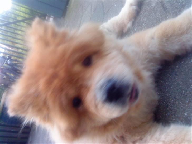 Mine hunde! *; billede 121