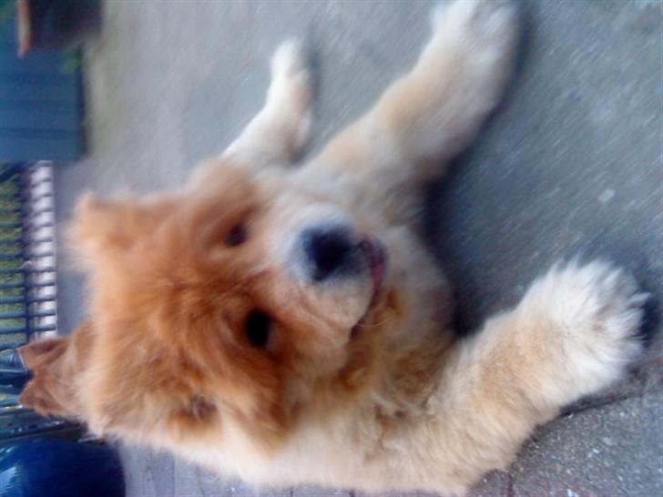 Mine hunde! *; billede 122