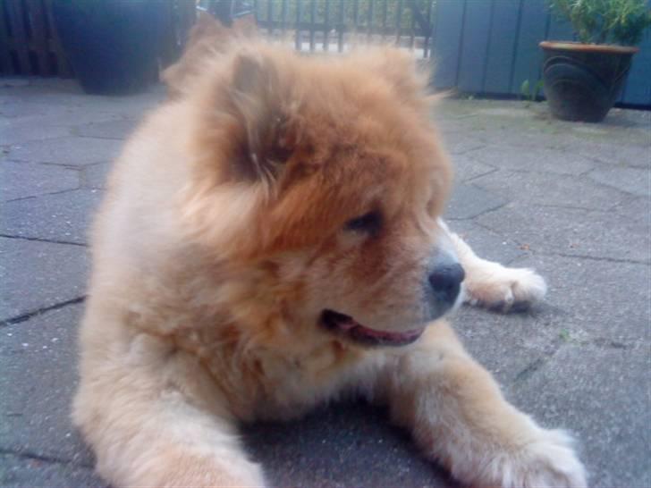 Mine hunde! *; billede 123