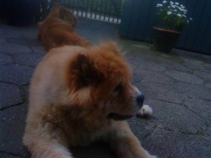 Mine hunde! *; billede 124