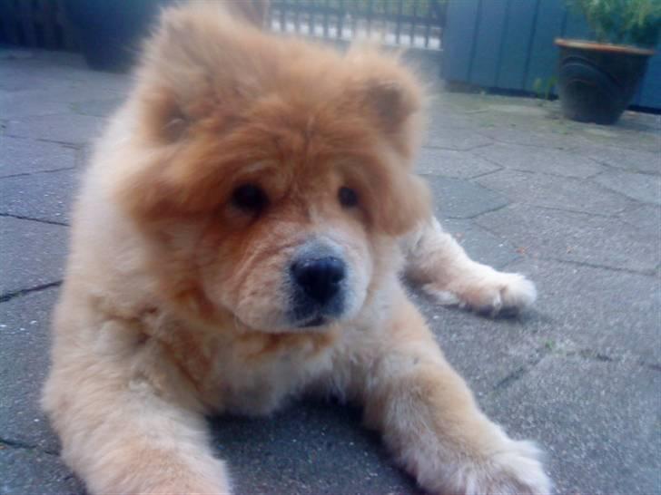 Mine hunde! *; billede 125